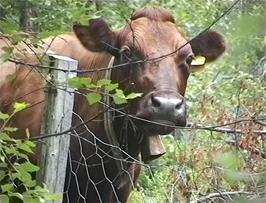 A Norwegian cow complete with bell near the roadside between Hellesylt and Gjølsgrova